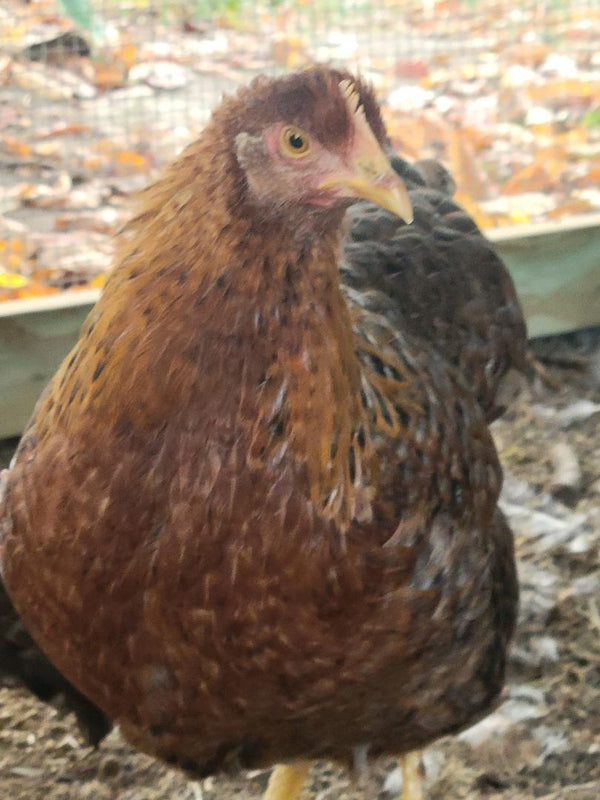 Started Young Pullet Hens Chicken Scratch Poultry