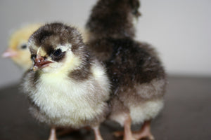Chocolate Orpington Bantam Started Young Pullet Hens