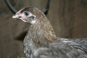 French Blue Copper Marans Started Young Pullets Hens