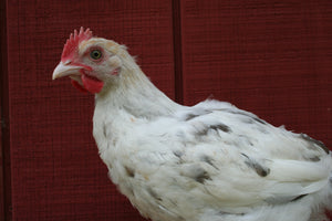 French Splash Marans Started Young Pullet Hens