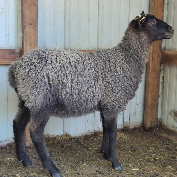 Gotland Sheep For Sale Chicken Scratch Poultry