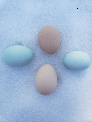 Light Sussex Fertile Hatching Eggs