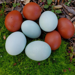 Ameraucana Blue Egg layer Started Young Pullet Hen