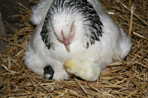 Light Sussex Fertile Hatching Eggs
