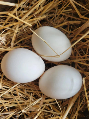 White Crested Cuckoo Polish Fertile Hatching Eggs