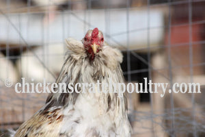 Rumpless Tufted Araucana Started Young Pullet Hens