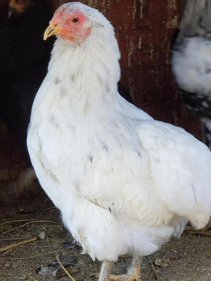 Rumpless Tufted Araucana Started Young Pullet Hens
