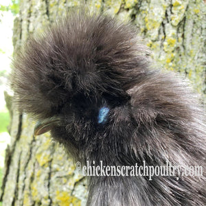 Silkie Bearded Crested Started Young Pullet Hens