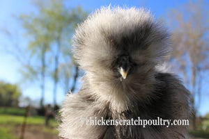 Silkie Bearded Crested Fertile Hatching Eggs