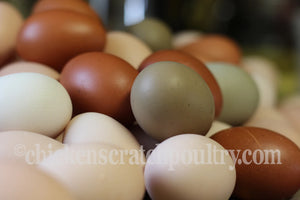 Heritage Rhode Island Red Fertile Hatching Eggs
