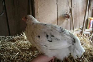 French Splash Marans Started Young Pullet Hens
