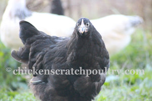 Black Orpington Chicks