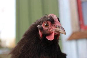 Chocolate Orpington Bantam Started Young Pullet Hens