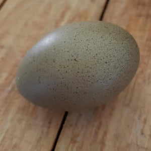 F2 Olive Egger Fertile Hatching Eggs