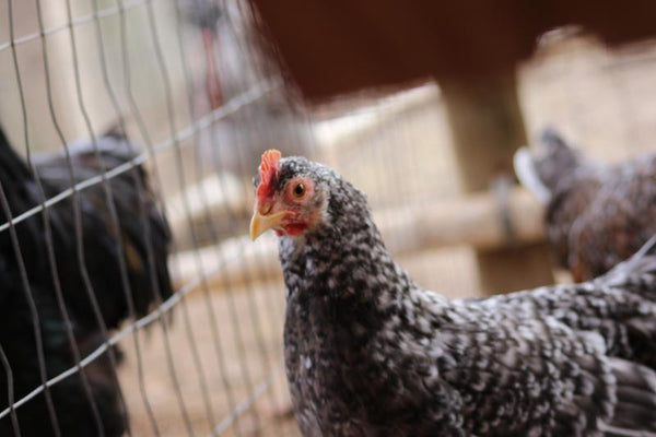 Older Pullet Chicken Hens 8 to 9 Weeks Old - Chicken Scratch Poultry