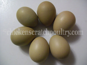 Older Olive Egger Started Pullet Hens "Dark Green Egg Layer"