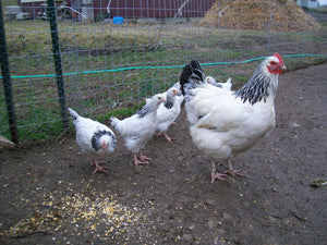 Light Sussex Started Young Pullet Hens