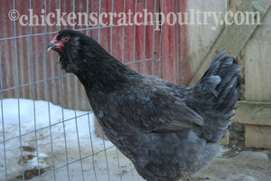 F2 Olive Egger Started Young Pullet Hens