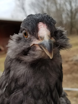 Ameraucana Chicks Blue Egg Layer