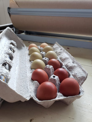 Older French Black Copper Marans Started Young Pullet Hens