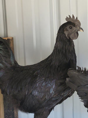 Ayam Cemani Chicks / The Black Chicken