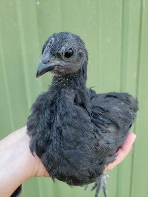 Ayam Cemani Chicks / The Black Chicken