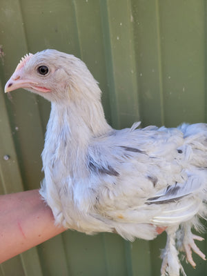 French Splash Marans Started Young Pullet Hens