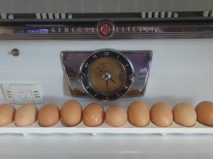 Bielefelder Fertile Hatching Eggs