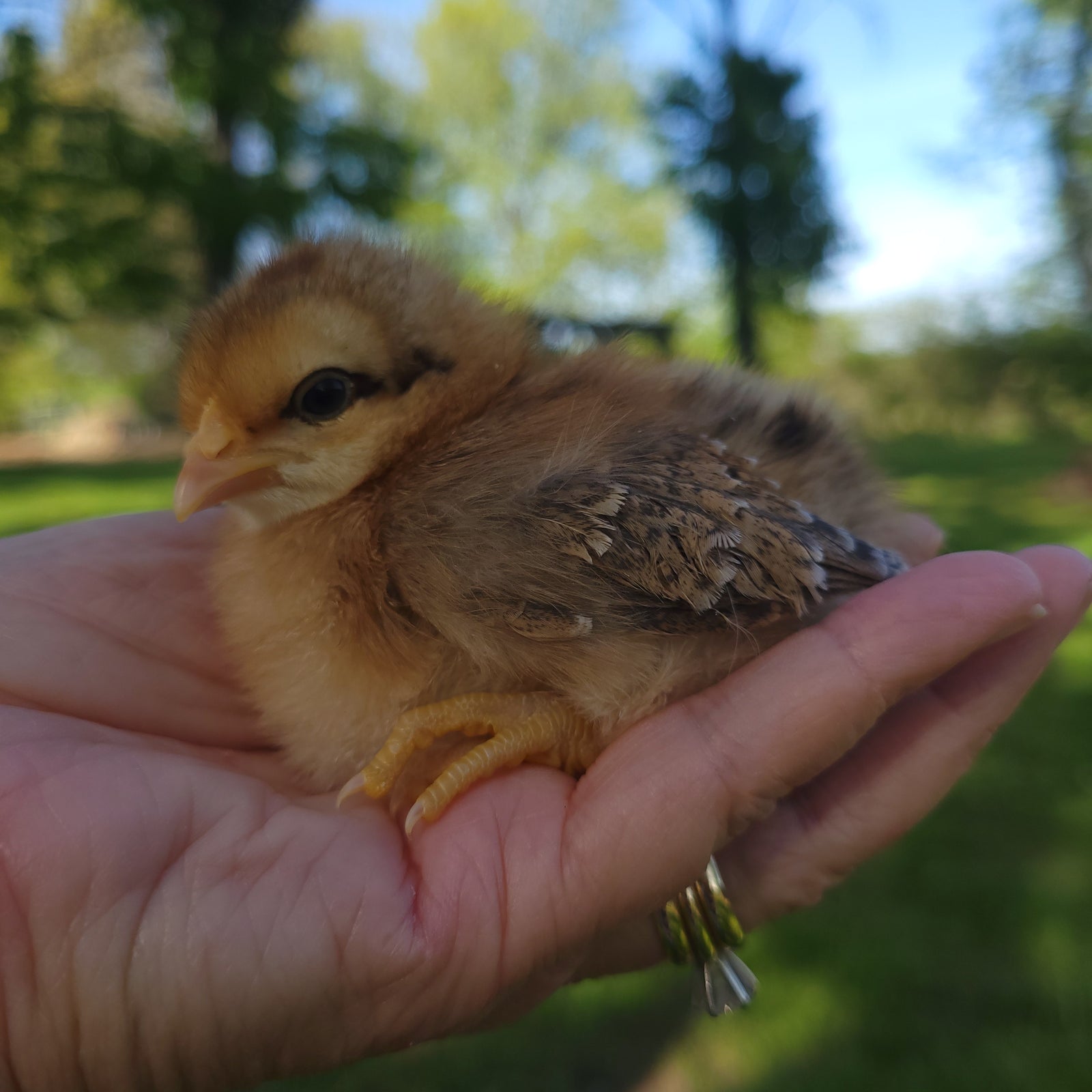 Bielefelder Day Old Chicks
