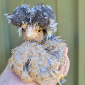 White Crested Cuckoo Polish Chicks