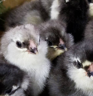 Ameraucana Chicks Blue Egg Layer