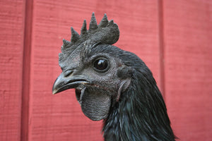 Older Ayam Cemani Started Young Pullet Hens