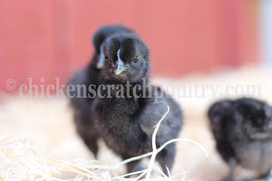 Older Ayam Cemani Started Young Pullet Hens