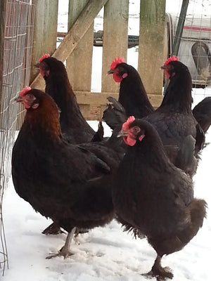 Older French Black Copper Marans Started Young Pullet Hens