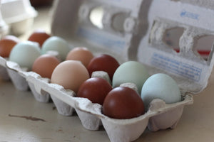 Older French Black Copper Marans Started Young Pullet Hens