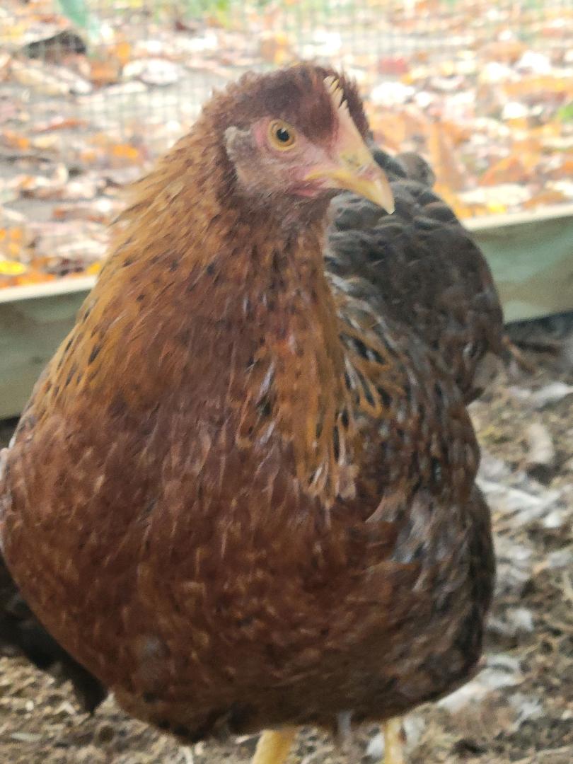 Bielefelder Pullets Chicken Hens Over 8 to 9 Weeks Old Ready Now