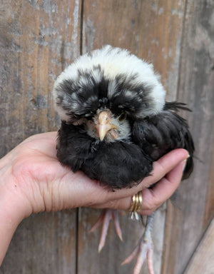 White Crested Cuckoo Polish Chicks