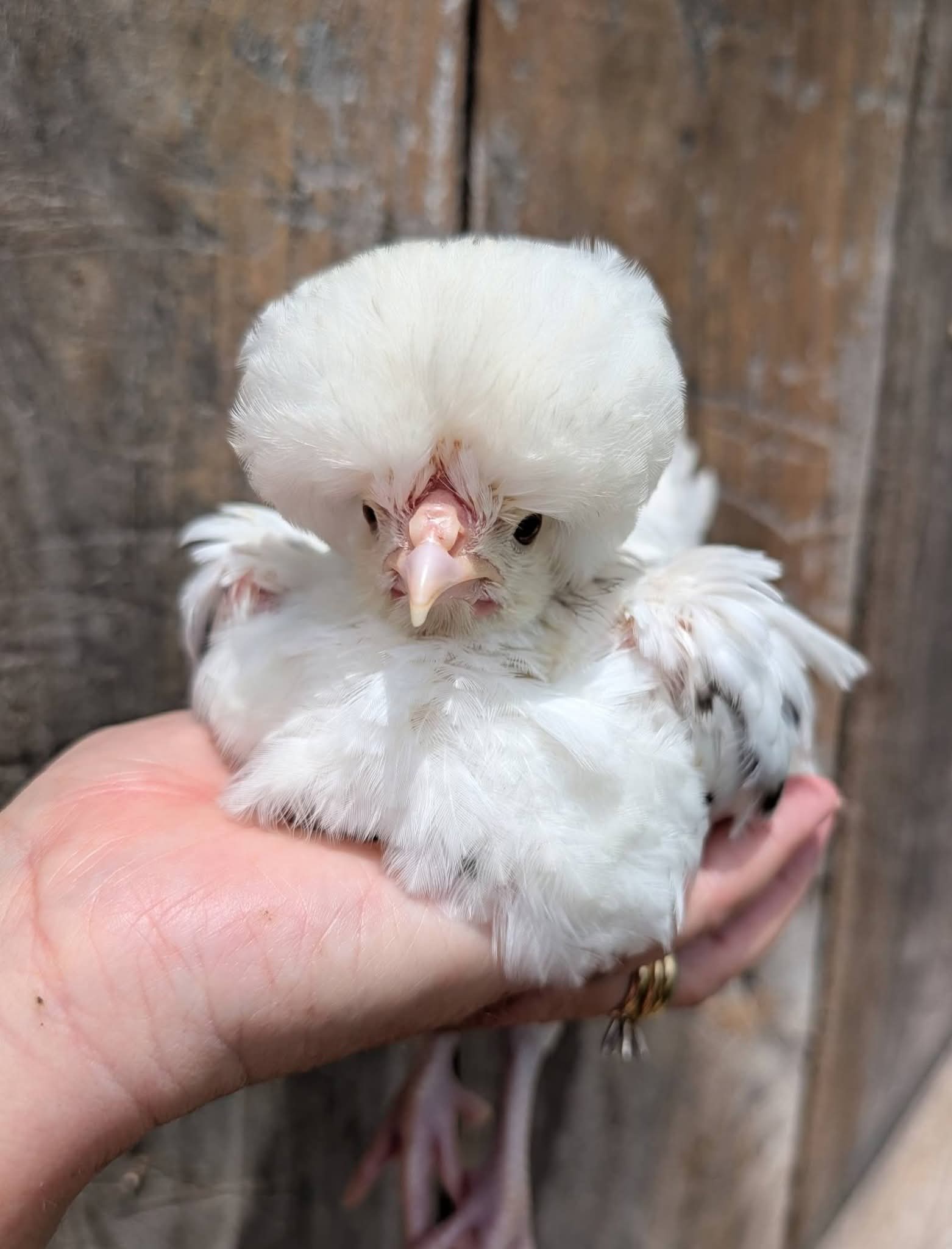 White Crested Cuckoo Polish Chicks
