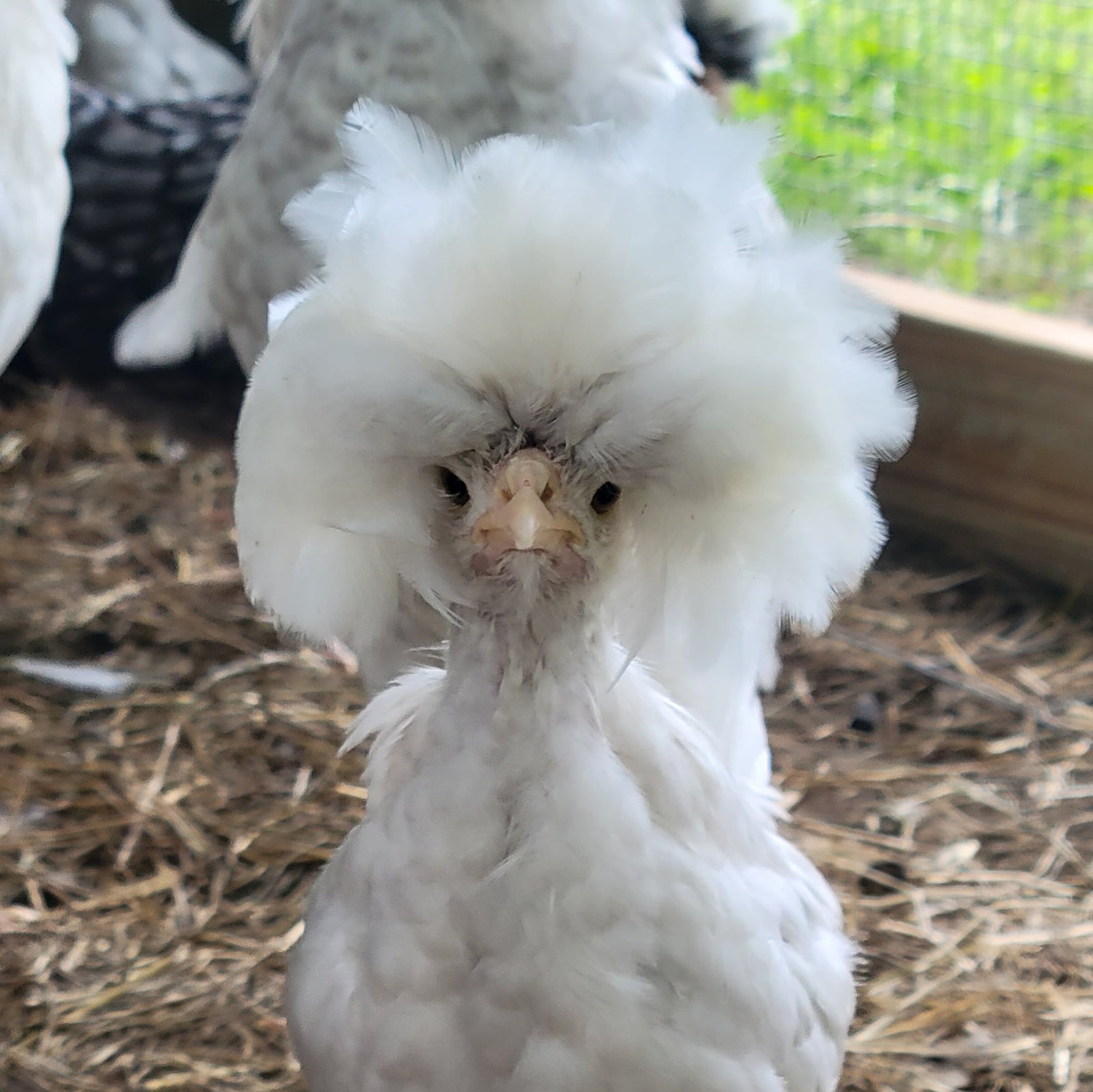 White Crested Cuckoo Polish Started Young Pullet Hens (Available Now)