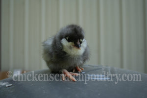 Older Olive Egger Started Pullet Hens "Dark Green Egg Layer"