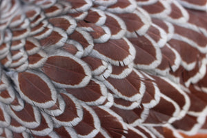 Older Blue Laced Red Wyandotte Started Young Pullet Hens