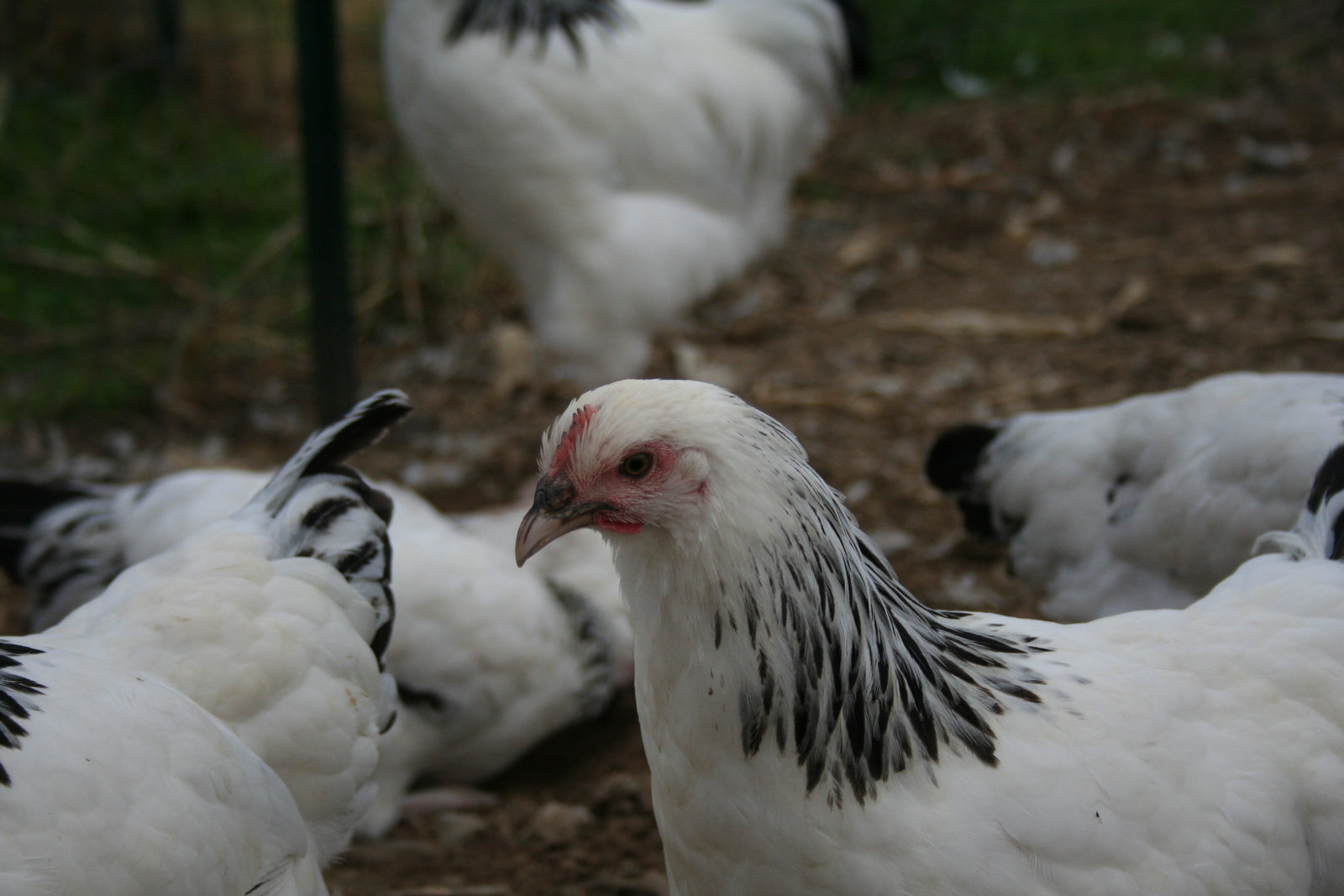 Light Sussex Started Young Pullet Hens 8 to 9 Weeks Old Ready Now