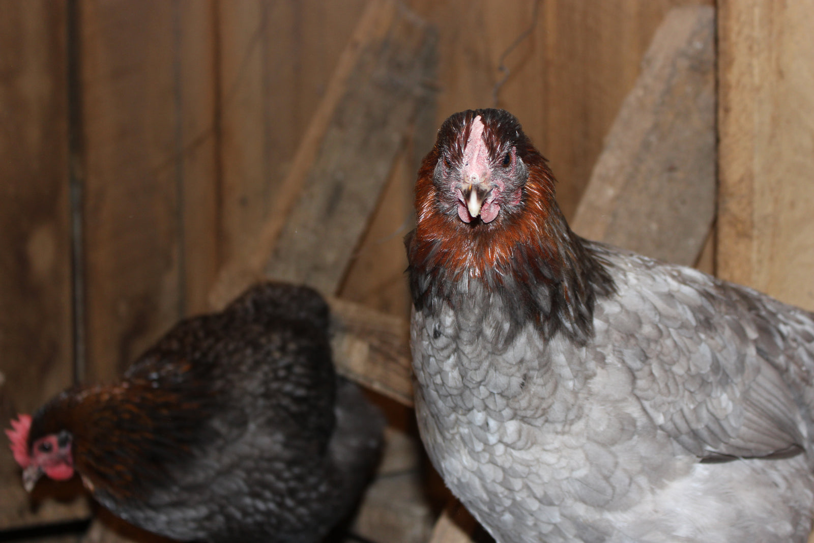 French Blue Copper Marans Started Young Pullets Hens