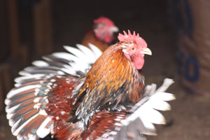 Older Jubilee Orpington Started Young Pullet Hens 7 to 8 Weeks Old Ready Now