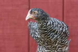Malines Started Young Pullet Hen