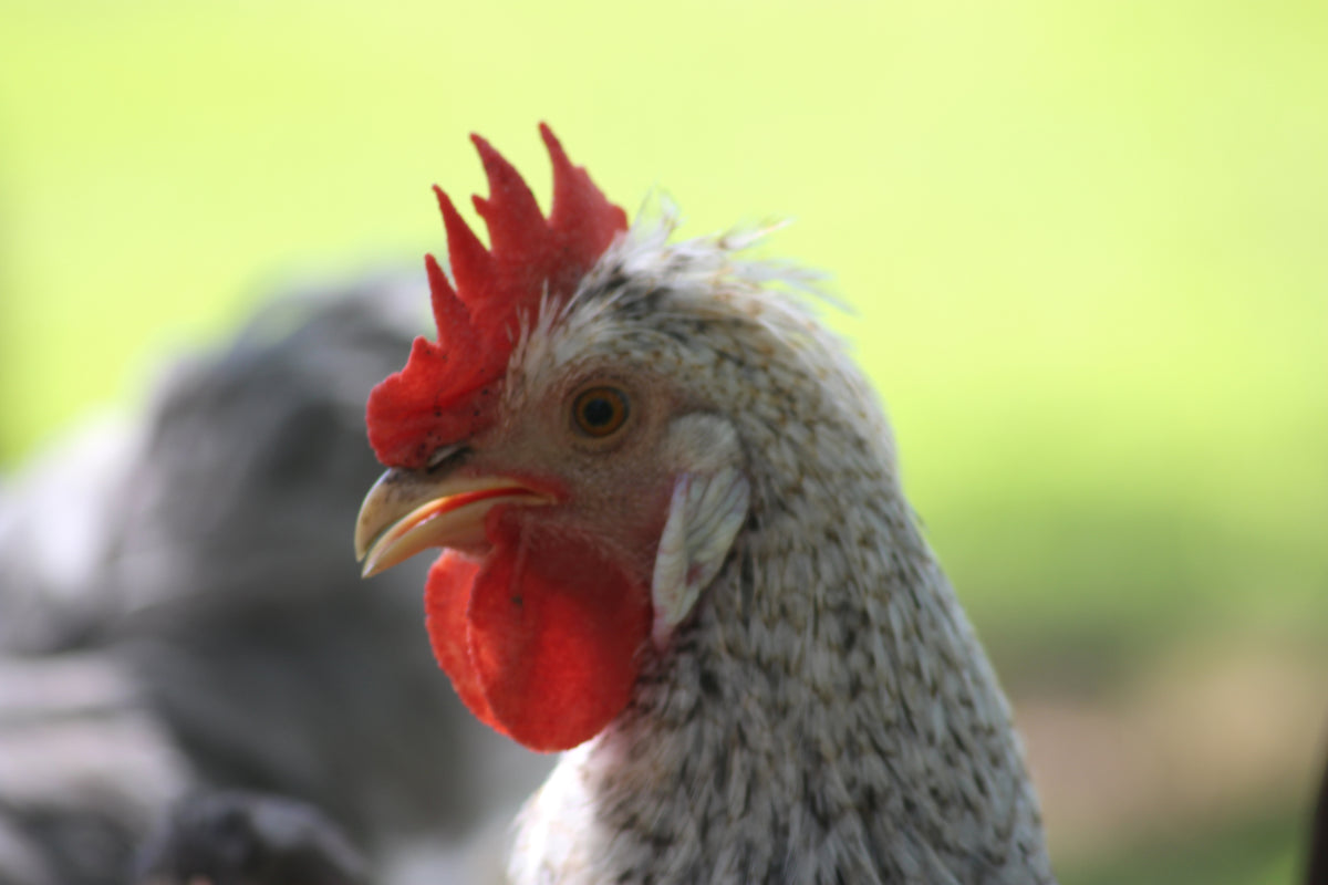 Crested Cream Legbar Started Young Pullet Hens - Chicken Scratch Poultry