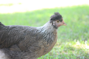 Crested Cream Legbar Started Young Pullet Hens