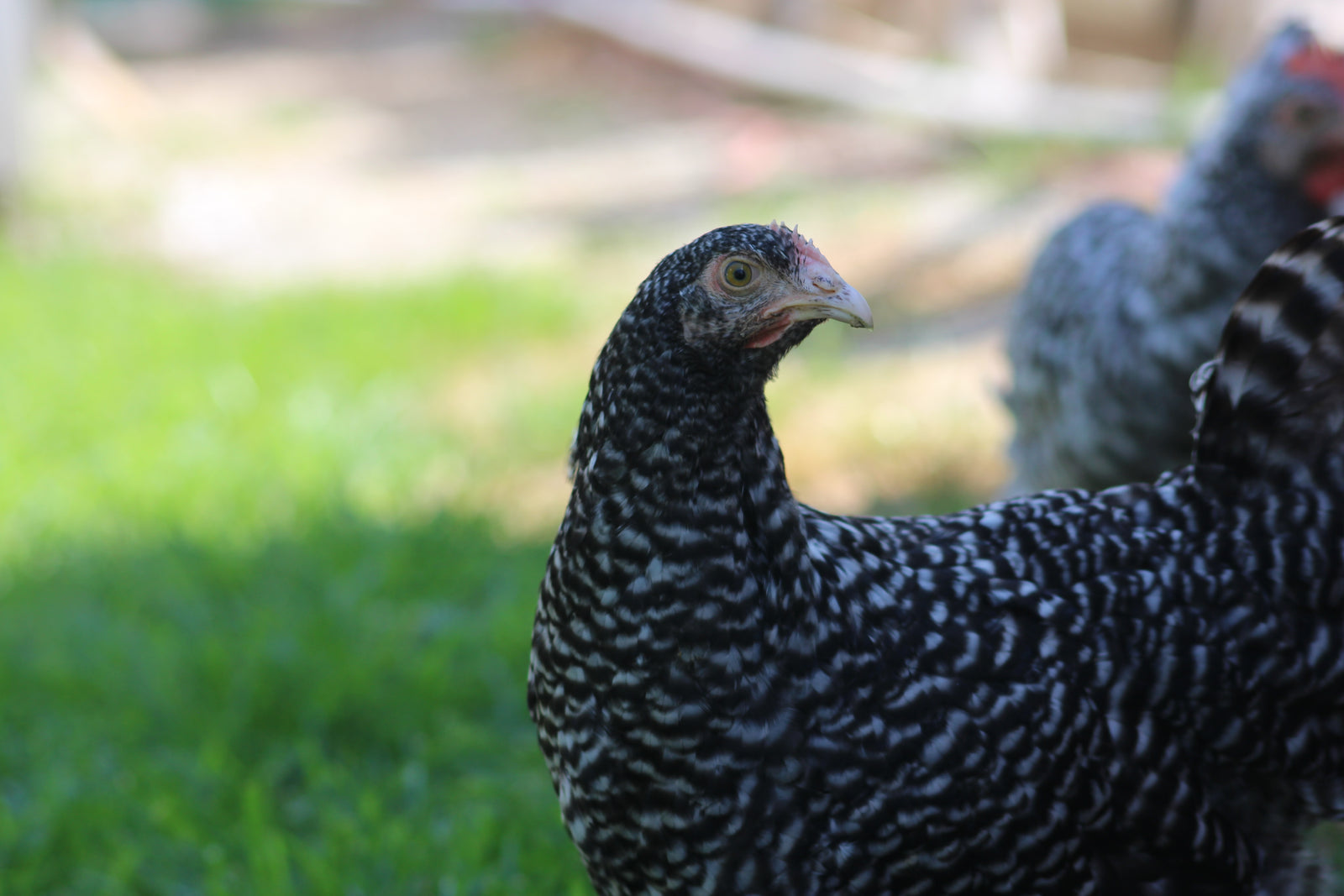 Malines Started Young Pullet Hen