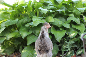 Older Crested Cream Legbar Started Young Pullet Hens