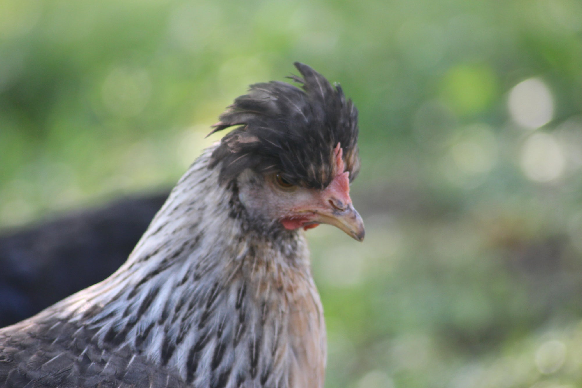 Older Crested Cream Legbar Started Young Pullet Hens